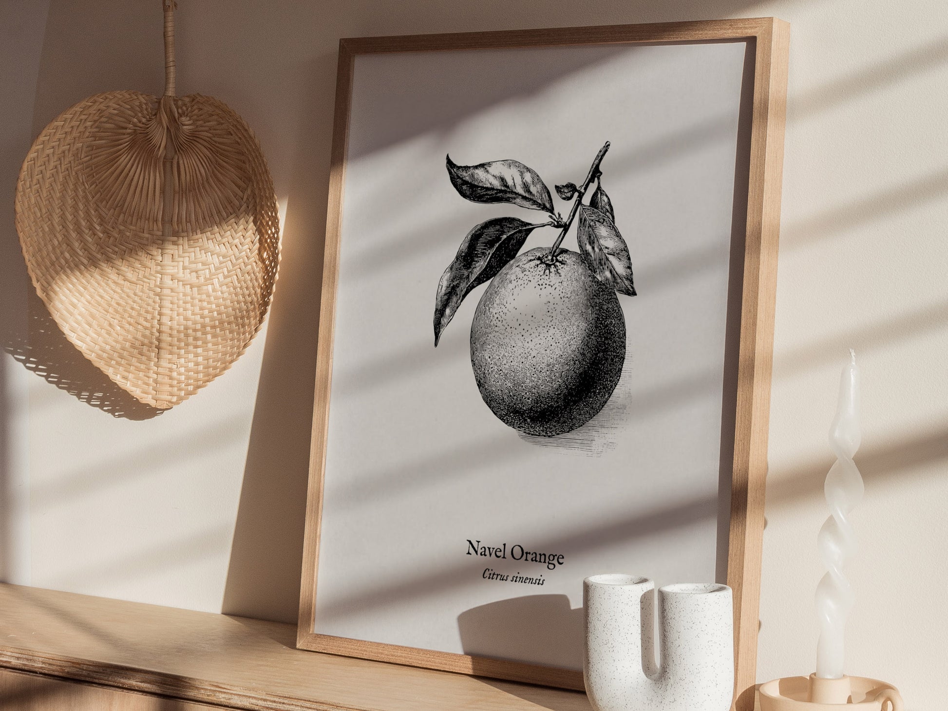 Navel Orange Poster | Citrus sinensis Pen and Ink Print Vintage Botanical Illustration — styled in a modern interior