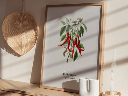 Chili Peppers Poster | Vintage Capsicum Annuum Botanical Illustration Wall Art — styled in a modern interior