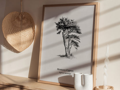 Monterey Cypress Poster | Cupressus macrocarpa Pen and Ink Print Vintage Botanical Illustration — styled in a modern interior