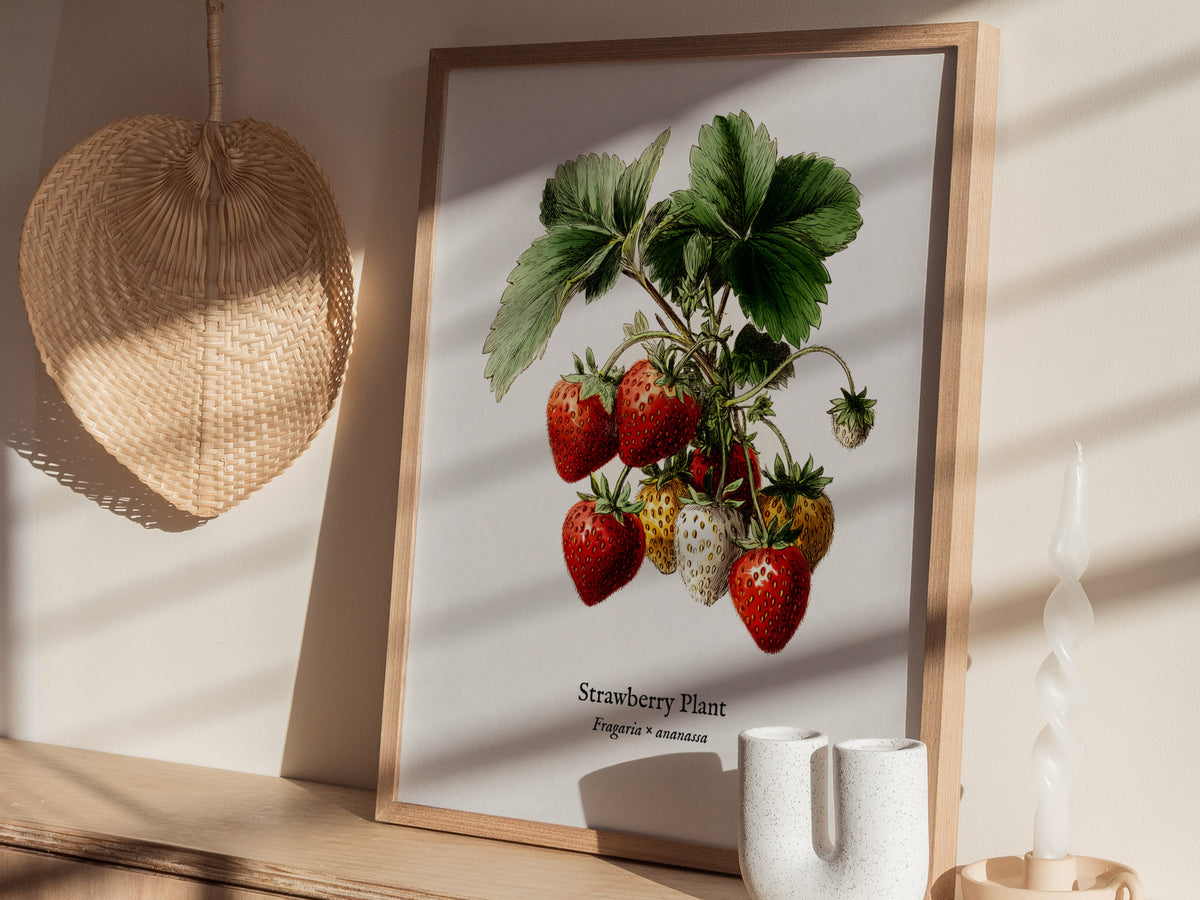 Strawberry Plant Poster | Vintage Fragaria × ananassa Botanical Illustration Wall Art — styled in a modern interior