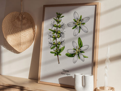 Thyme Poster | Vintage Thymus vulgaris Botanical Illustration Wall Art — styled in a modern interior