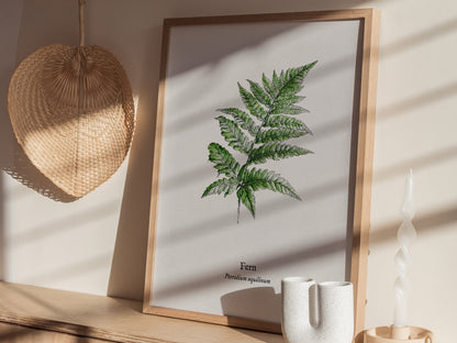 Fern Poster | Pteridium aquilinum Vintage Pen and Ink Print Scientific Illustration Wall Art — styled in a modern interior
