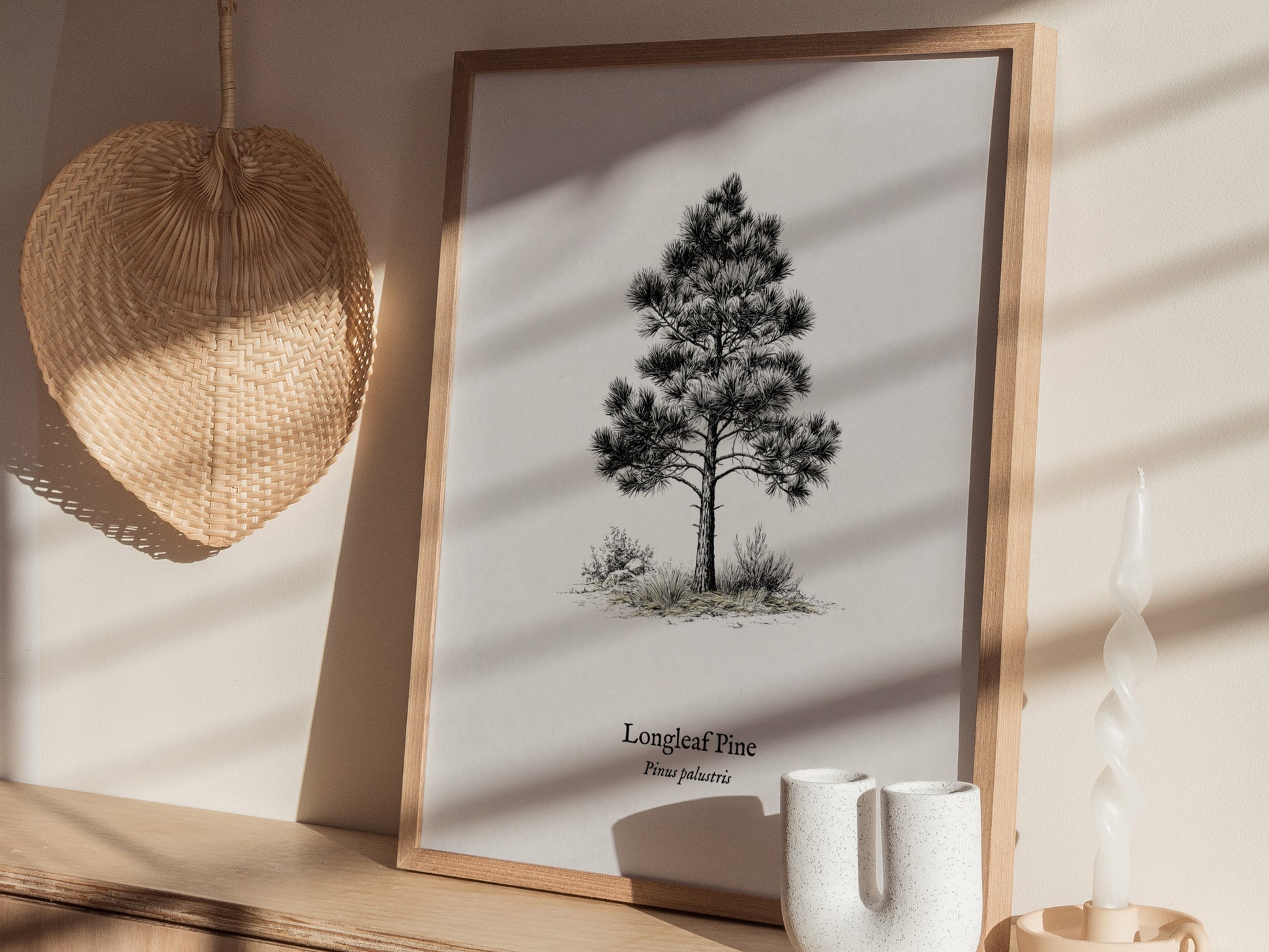 Longleaf Pine Poster | Pinus palustris Pen and Ink Print | Vintage Botanical Illustration Wall Art — styled in a modern inter