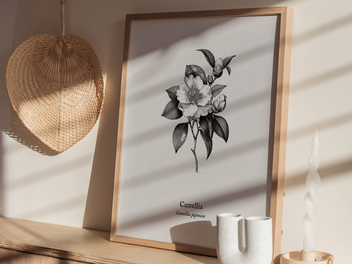 Camellia Poster | Camellia japonica Pen and Ink Print — Vintage Botanical Illustration Wall Art — styled in a modern interior