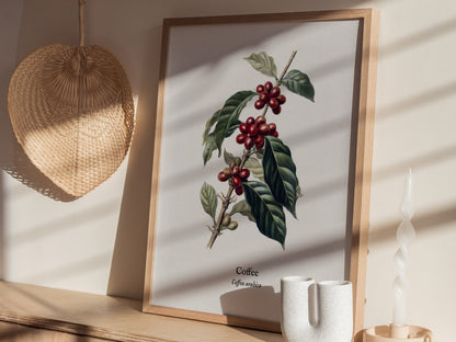 Coffee Poster | Vintage Coffea Arabica Botanical Illustration Wall Art — styled in a modern interior