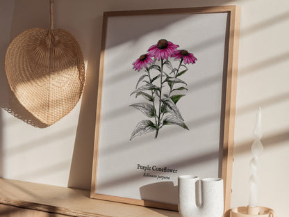 Purple Coneflower Poster | Echinacea purpurea Pen and Ink Print Vintage Botanical Illustration — styled in a modern interior