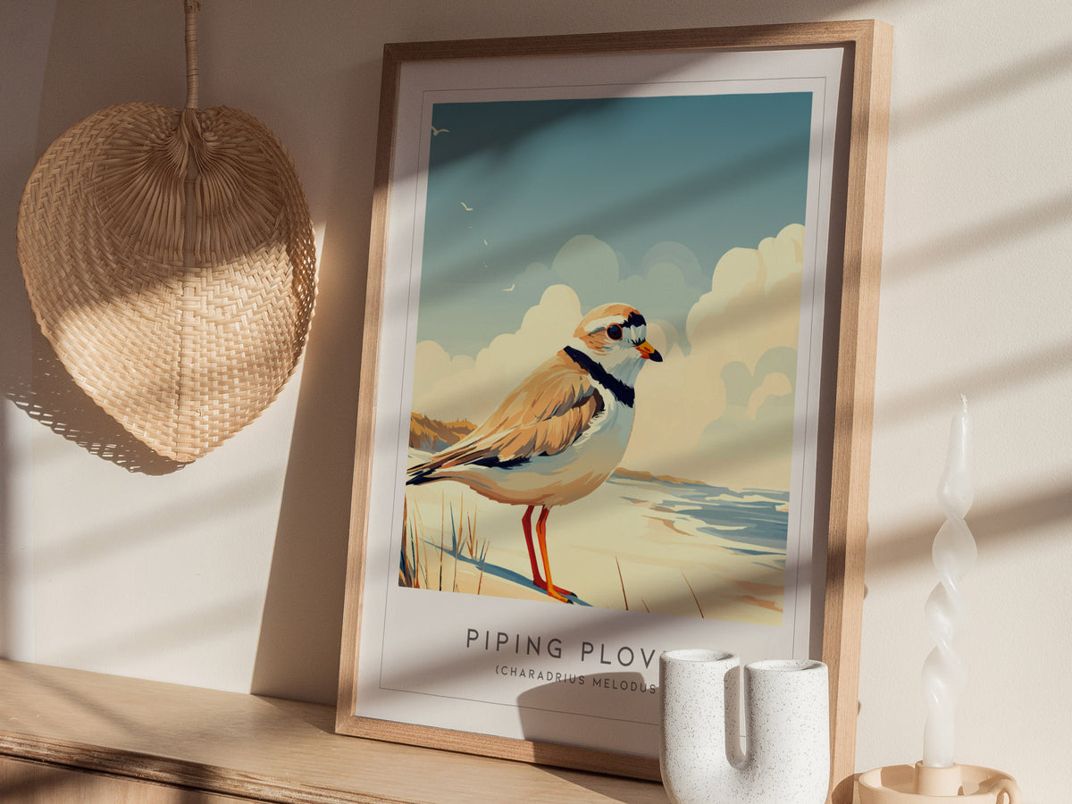 Piping Plover, Charadrius melodus Poster | Shorebird Nature Poster Wall Art — styled in a modern interior