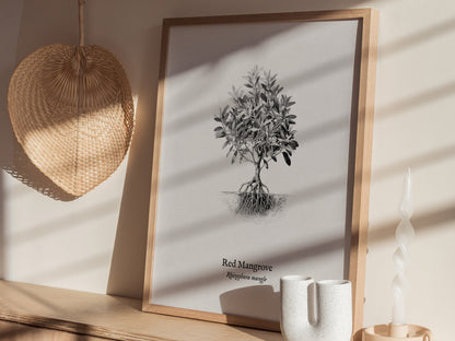 Red Mangrove Poster | Rhizophora Mangle Pen and Ink Print Vintage Botanical Illustration — styled in a modern interior