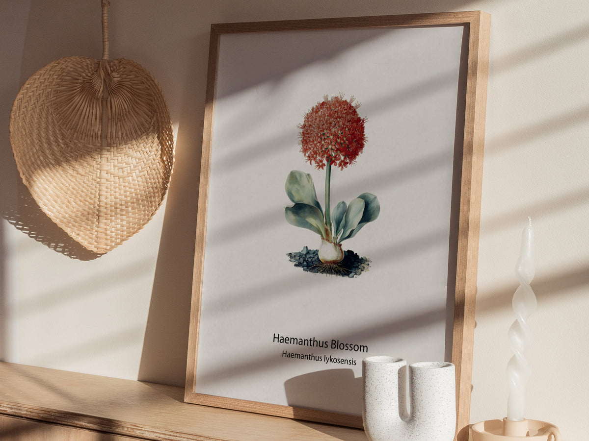 Haemanthus Blossom Poster | Haemanthus lykosensis Pen and Ink Print Vintage Botanical Illustration — styled in a modern inter