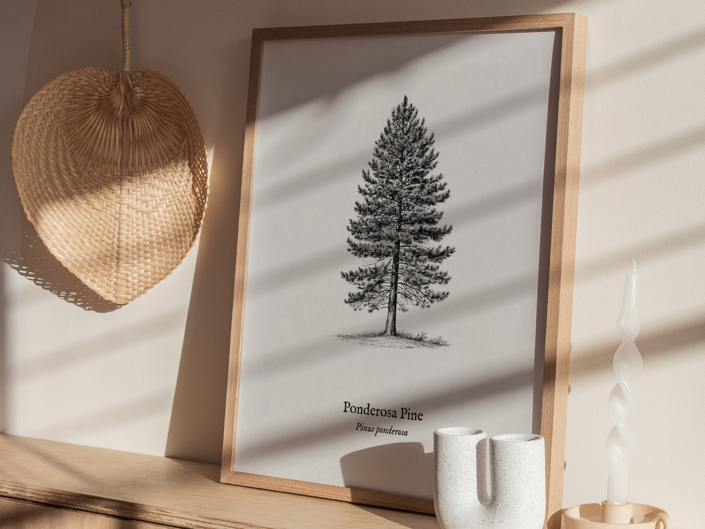 Ponderosa Pine Poster | Vintage Pinus ponderosa Botanical Illustration Wall Art — styled in a modern interior