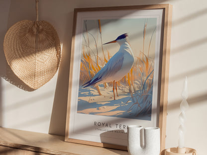 Royal Tern Poster | Beach Bird Art Coastal Decor | Birdwatching Gift