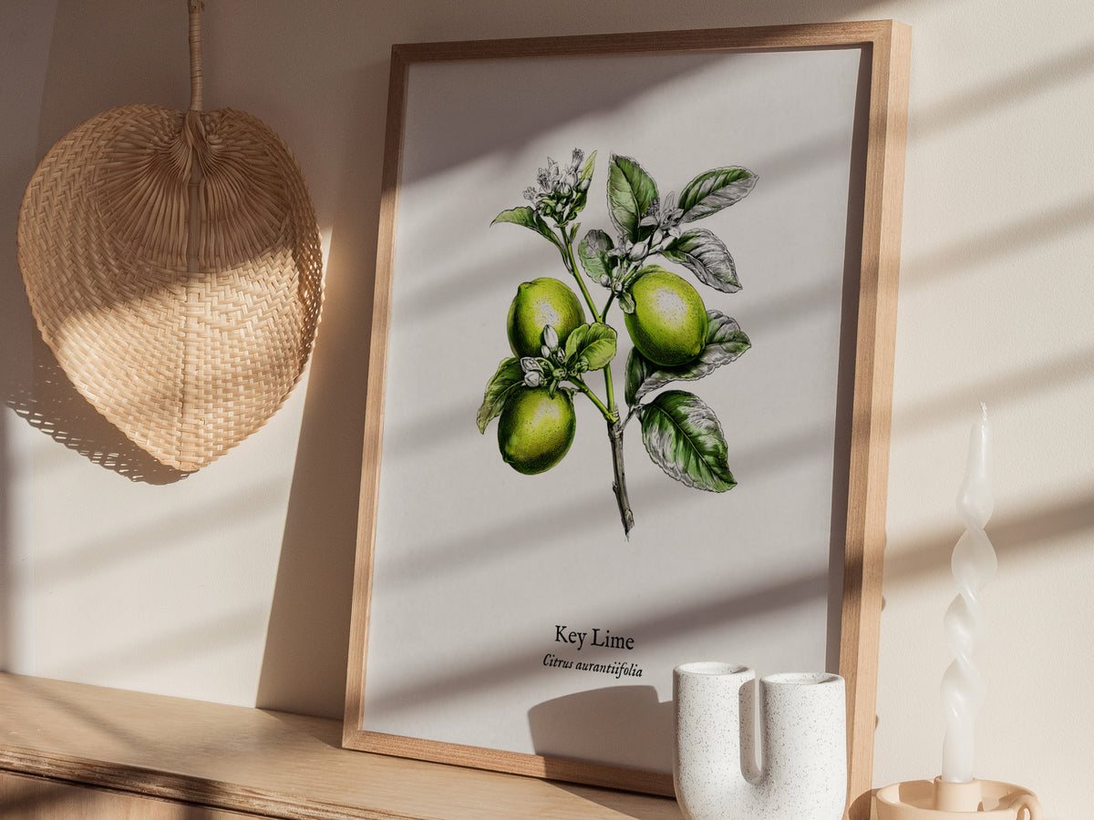 Key Lime Poster | Citrus aurantiifolia Vintage Botanical Illustration Pen and Ink Print — styled in a modern interior