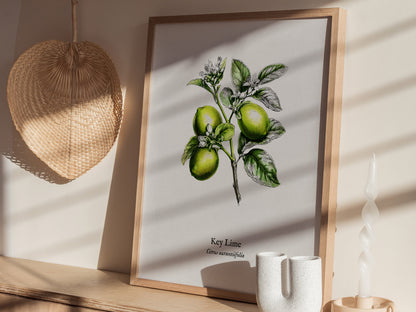 Key Lime Poster | Citrus aurantiifolia Vintage Botanical Illustration Pen and Ink Print — styled in a modern interior