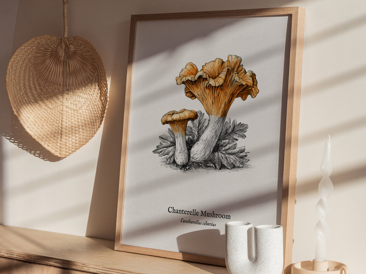 Chanterelle Mushroom Poster | Cantharellus cibarius Pen and Ink Print Vintage Scientific Illustration — styled in a modern in