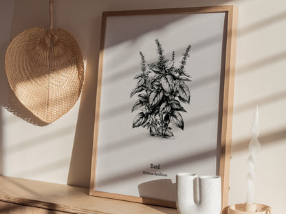 Basil Poster | Ocimum basilicum Pen and Ink Print | Vintage Botanical Illustration Wall Art — styled in a modern interior
