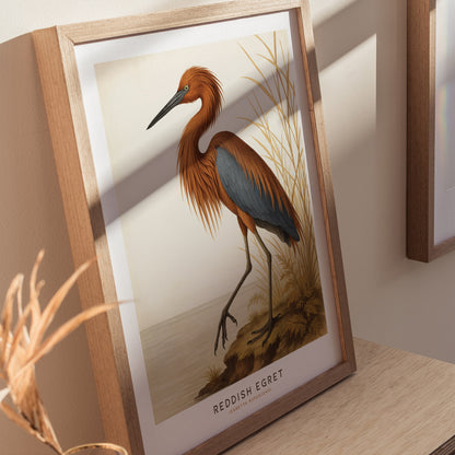 A framed illustration of a Reddish Egret is displayed as wall art, featuring its detailed plumage and slender legs against a natural backdrop. The poster captures the birds unique beauty in a vintage Audubon style.