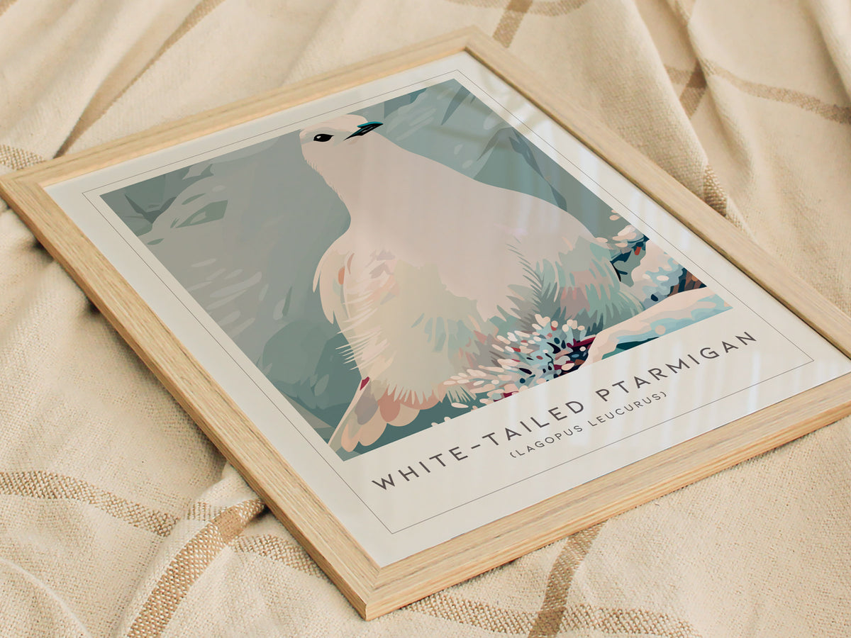 White-tailed Ptarmigan, Lagopus leucurus Poster | Alpine Bird Wall Art — styled in a modern interior