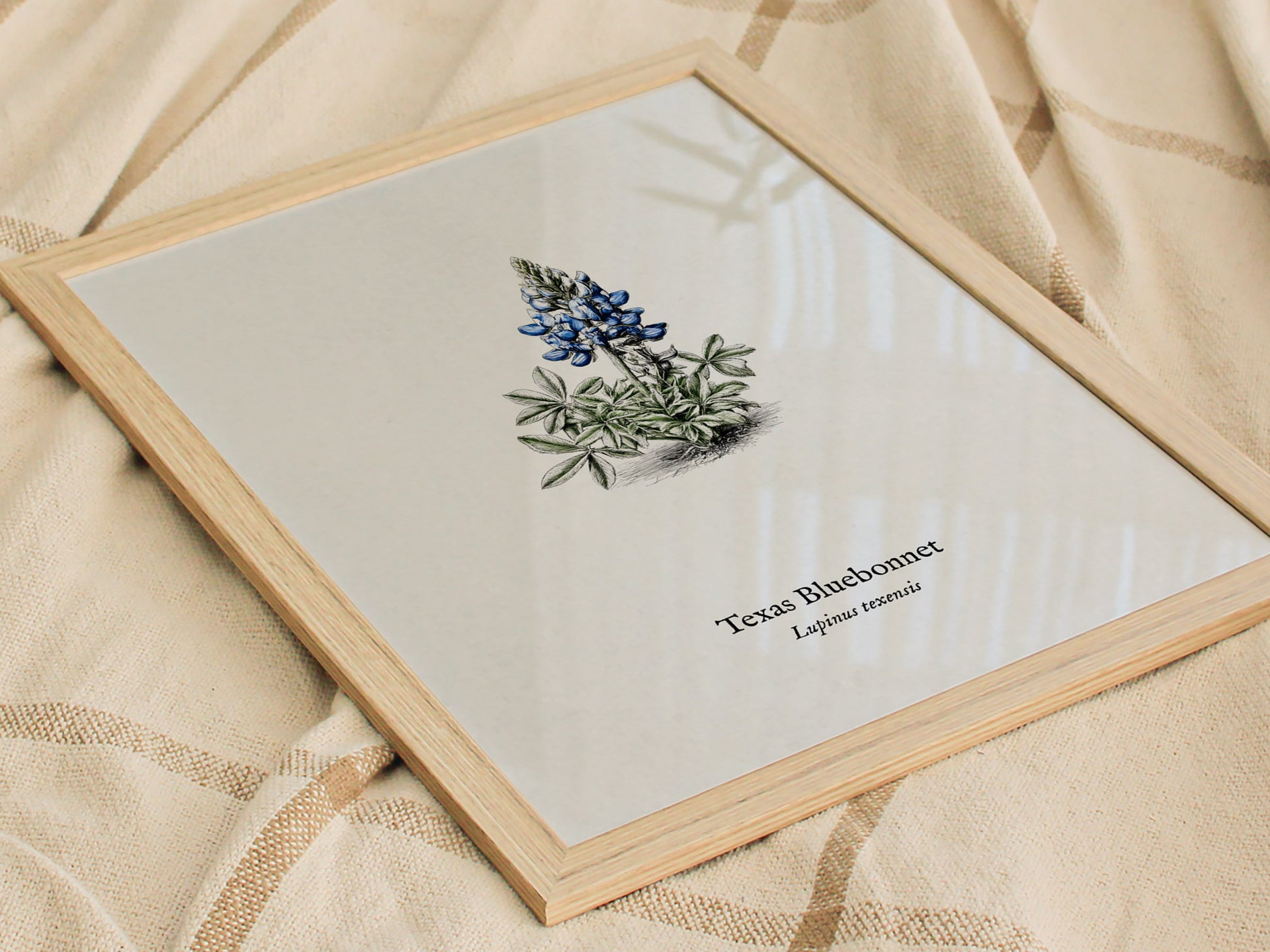 Texas Bluebonnet Poster | Vintage Lupinus texensis Botanical Illustration Wall Art — styled in a modern interior