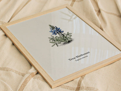 Texas Bluebonnet Poster | Vintage Lupinus texensis Botanical Illustration Wall Art — styled in a modern interior