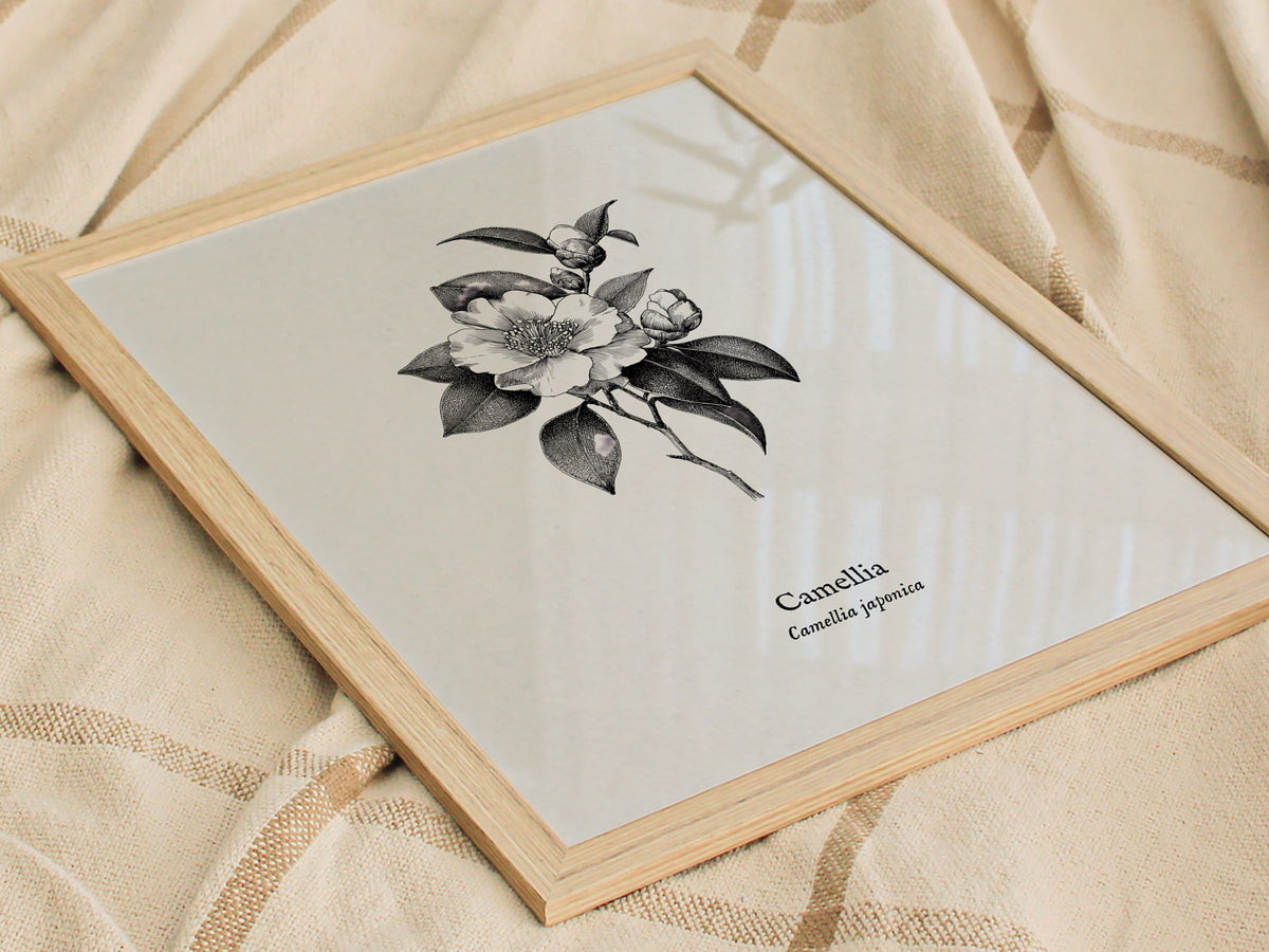 Camellia Poster | Camellia japonica Pen and Ink Print — Vintage Botanical Illustration Wall Art — styled in a modern interior