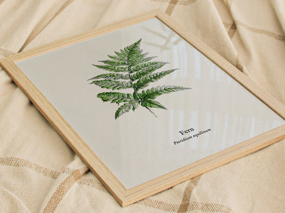 Fern Poster | Pteridium aquilinum Vintage Pen and Ink Print Scientific Illustration Wall Art — styled in a modern interior