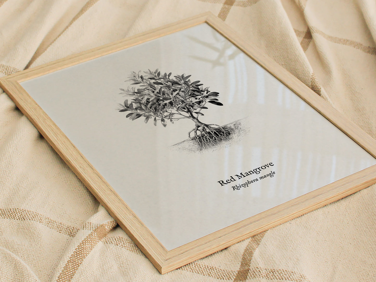 Red Mangrove Poster | Rhizophora Mangle Pen and Ink Print Vintage Botanical Illustration — styled in a modern interior