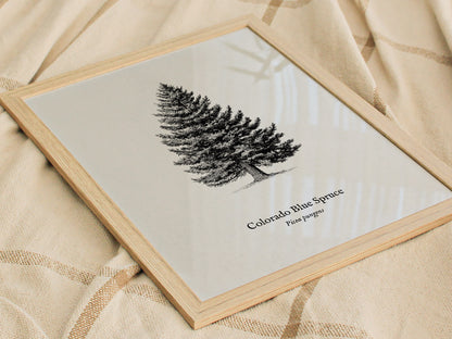 Colorado Blue Spruce Poster | Picea pungens Pen and Ink Print Vintage Botanical Illustration Wall Art — styled in a modern in