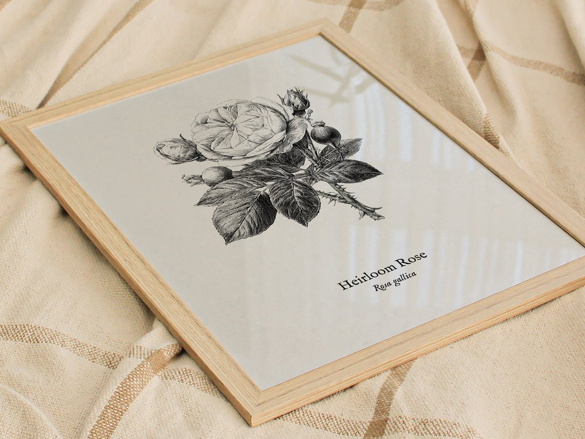 Heirloom Rose Poster | Rosa Gallica Pen and Ink Print Vintage Botanical Illustration Wall Art — styled in a modern interior