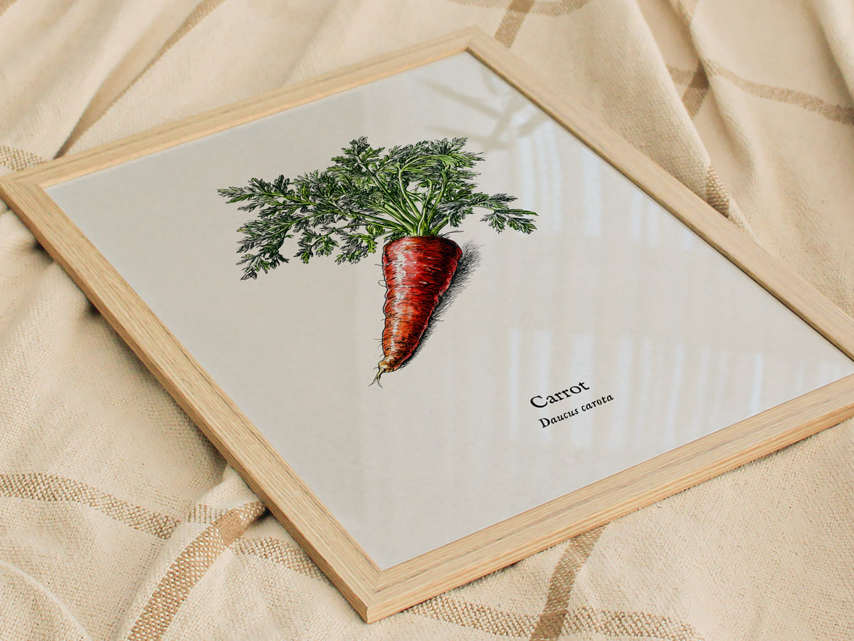 Carrot Poster | Daucus Carota Pen and Ink Print | Vintage Botanical Illustration Wall Art — styled in a modern interior