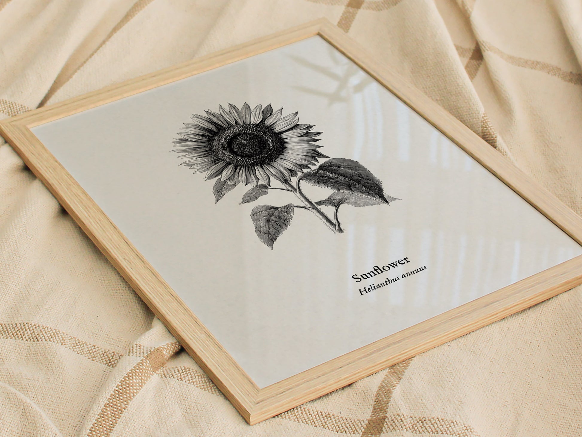 Sunflower Poster | Helianthus annuus Vintage Botanical Ink Illustration Line Art Print — styled in a modern interior