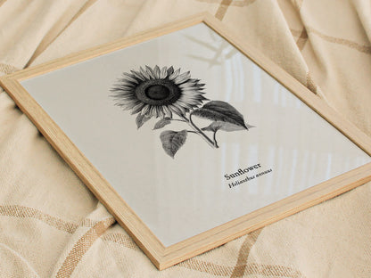Sunflower Poster | Helianthus annuus Vintage Botanical Ink Illustration Line Art Print — styled in a modern interior