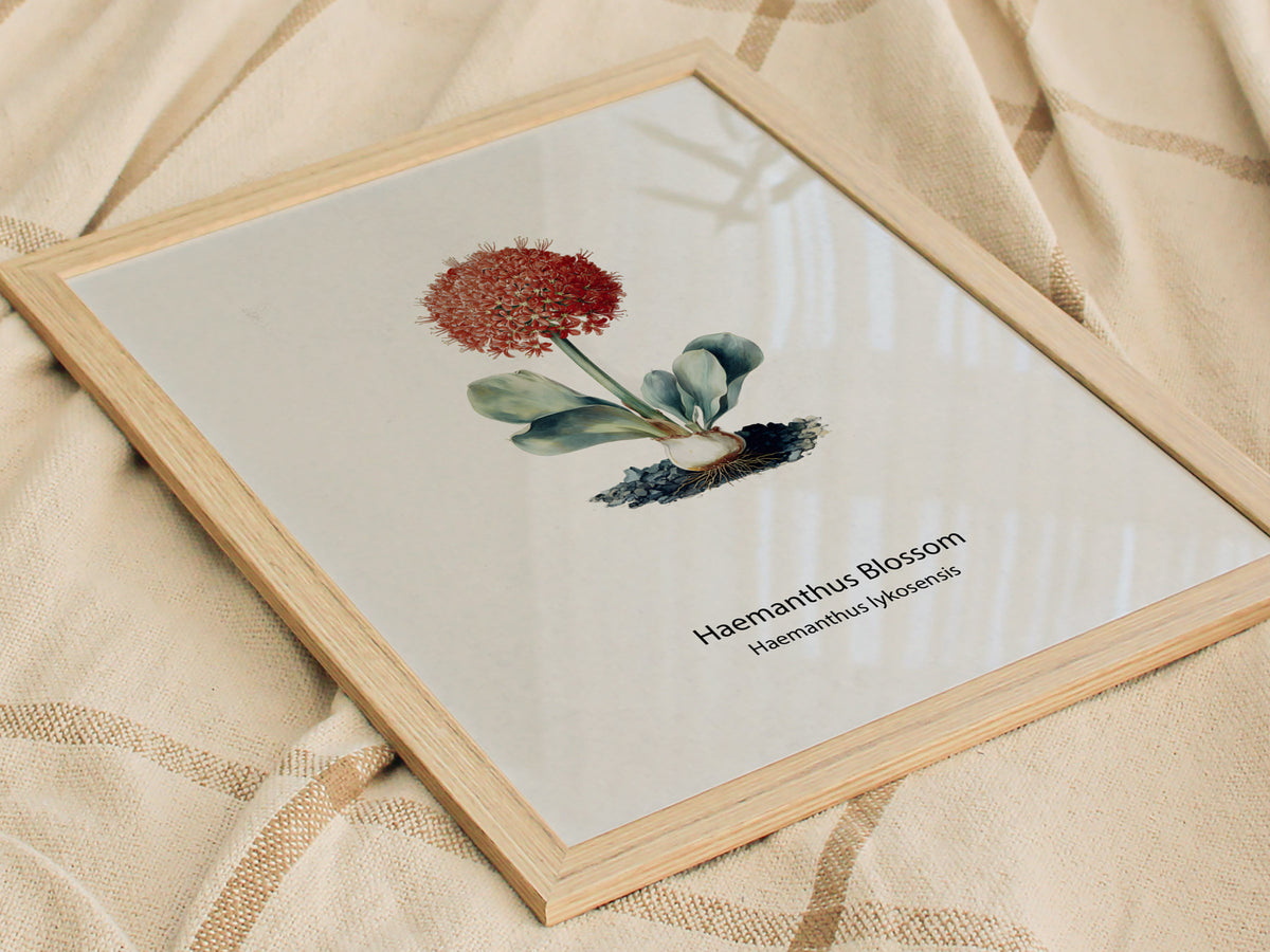 Haemanthus Blossom Poster | Haemanthus lykosensis Pen and Ink Print Vintage Botanical Illustration — styled in a modern inter