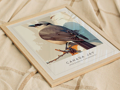 Canada Jay, Perisoreus canadensis Poster | Bold Boreal Bird Wall Art — styled in a modern interior