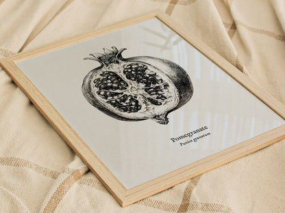 Pomegranate Poster | Vintage Punica granatum Botanical Illustration Wall Art — styled in a modern interior