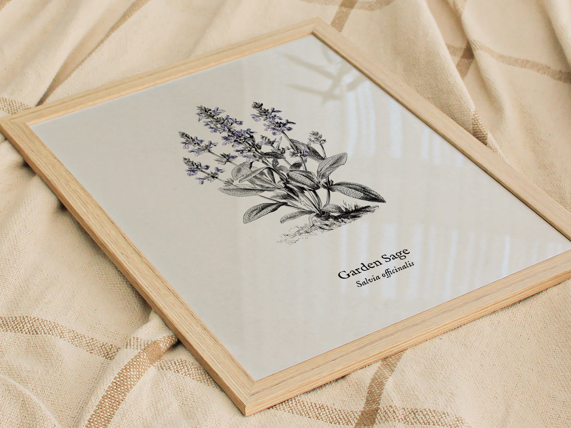 Garden Sage Poster | Salvia officinalis Pen and Ink Print Vintage Botanical Illustration Wall Art — styled in a modern interi