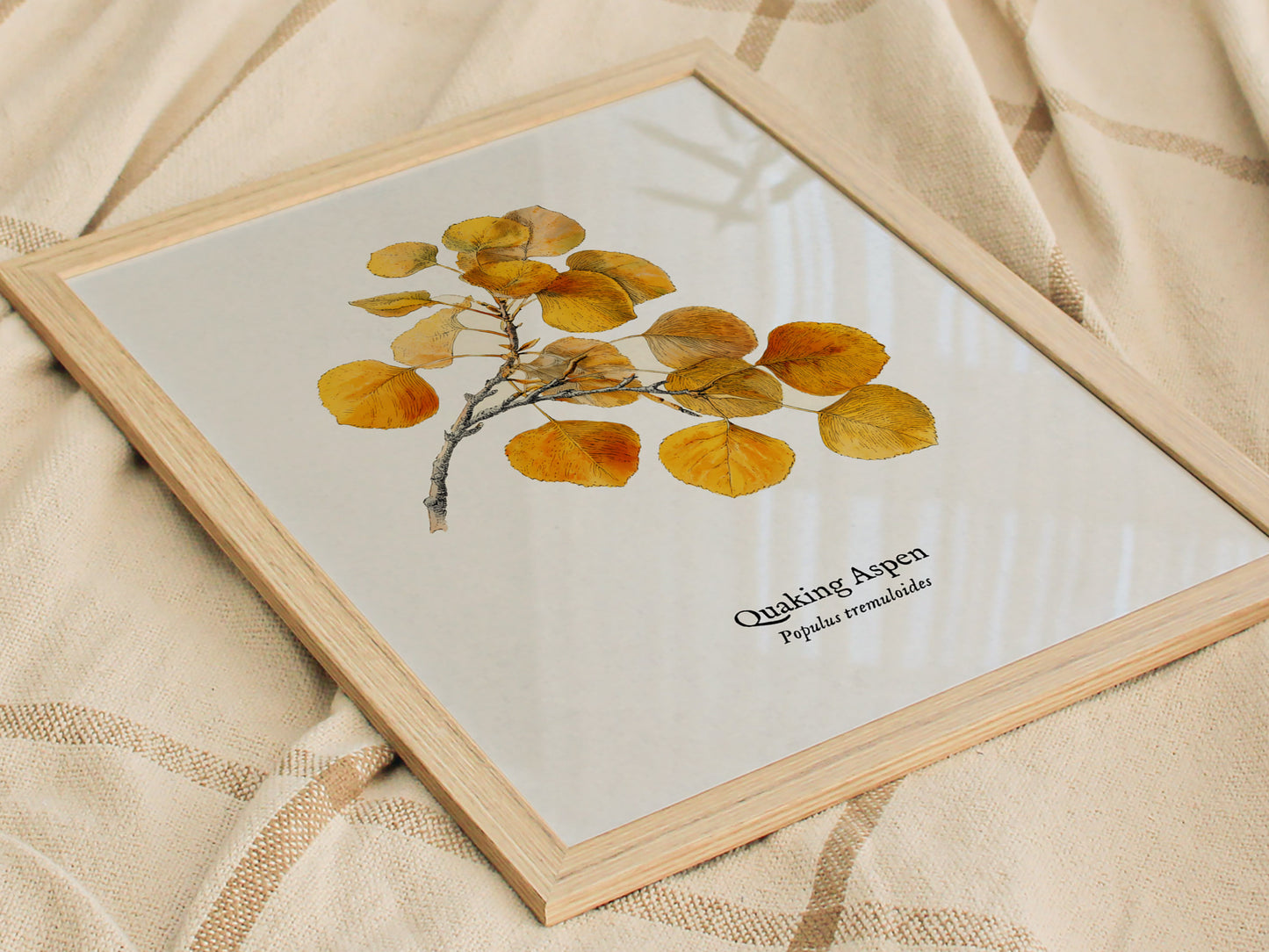 Quaking Aspen Poster | Vintage Populus tremuloides Botanical Illustration Wall Art — styled in a modern interior