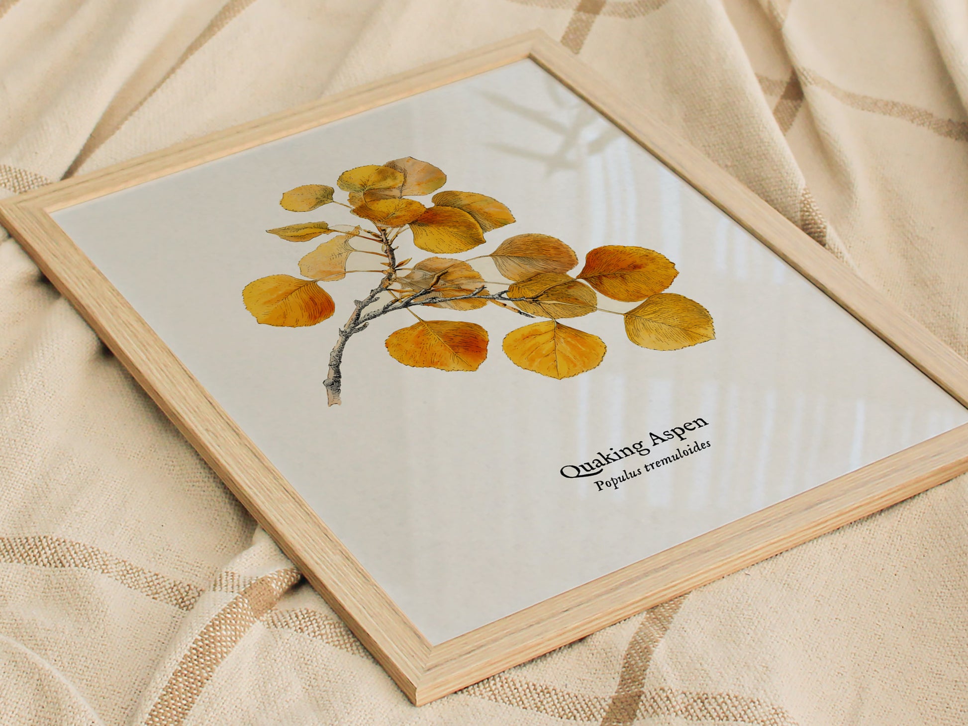 Quaking Aspen Poster | Vintage Populus tremuloides Botanical Illustration Wall Art — styled in a modern interior