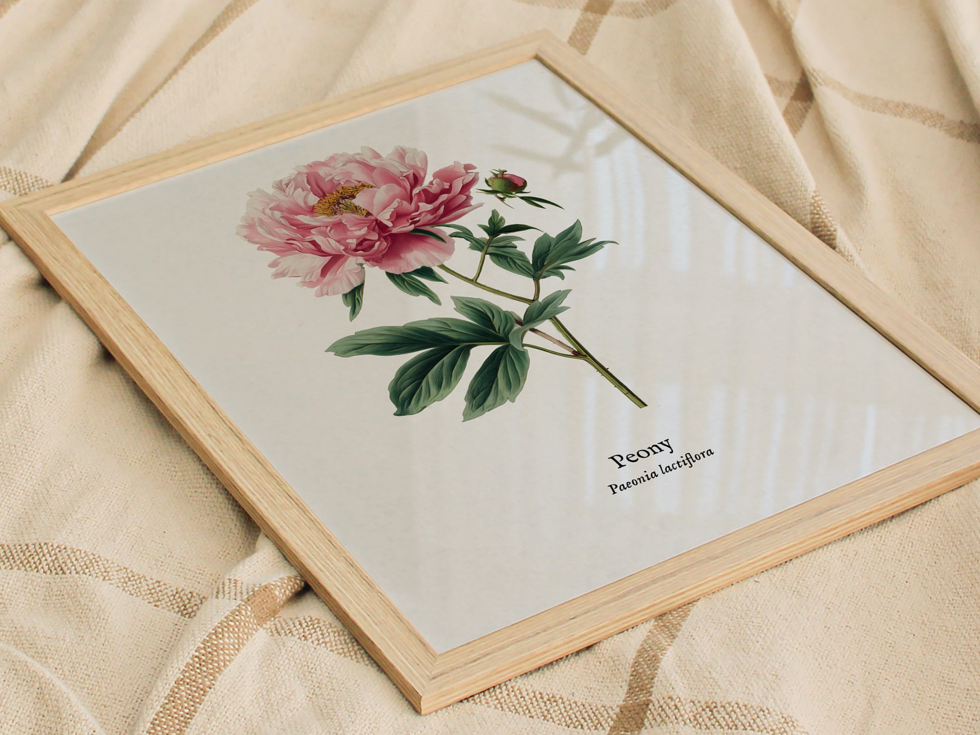 Peony Poster | Vintage Paeonia Lactiflora Botanical Illustration Wall Art — styled in a modern interior