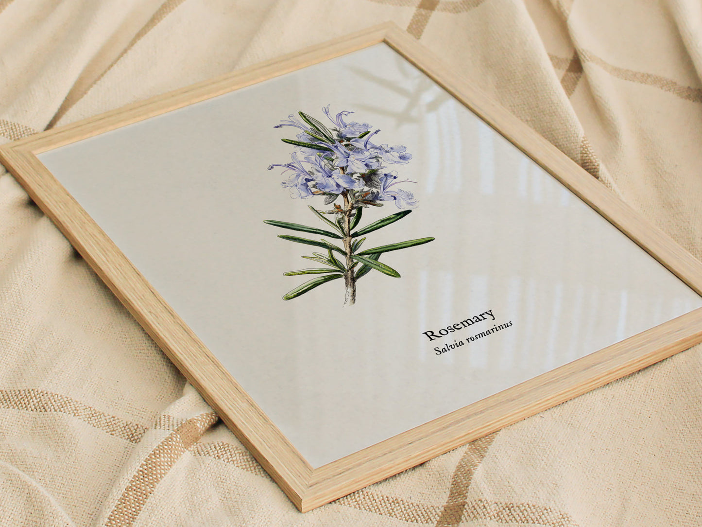 Rosemary Poster | Vintage Salvia Rosmarinus Botanical Illustration Wall Art — styled in a modern interior