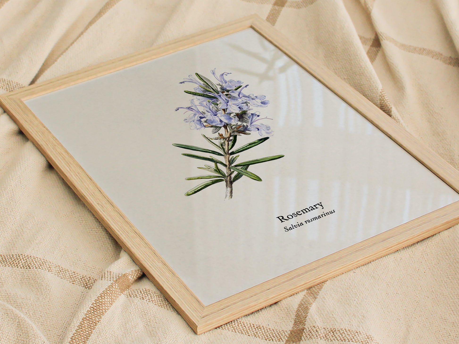 Rosemary Poster | Vintage Salvia Rosmarinus Botanical Illustration Wall Art — styled in a modern interior