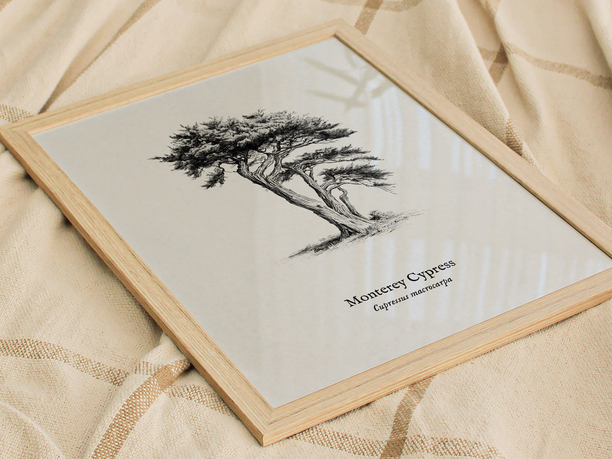 Monterey Cypress Poster | Cupressus macrocarpa Pen and Ink Print Vintage Botanical Illustration — styled in a modern interior
