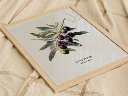 Olive Branch Poster | Vintage Olea europaea Botanical Illustration Wall Art — styled in a modern interior