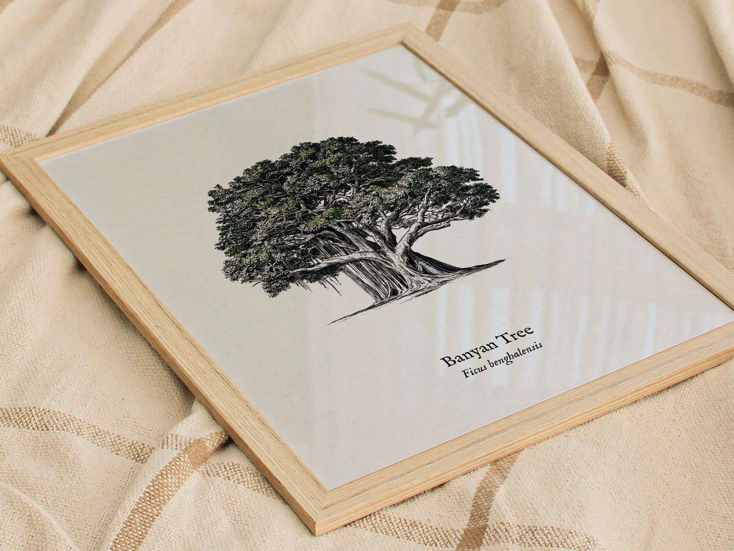 Banyan Tree Poster | Vintage Ficus benghalensis Botanical Illustration Wall Art — styled in a modern interior