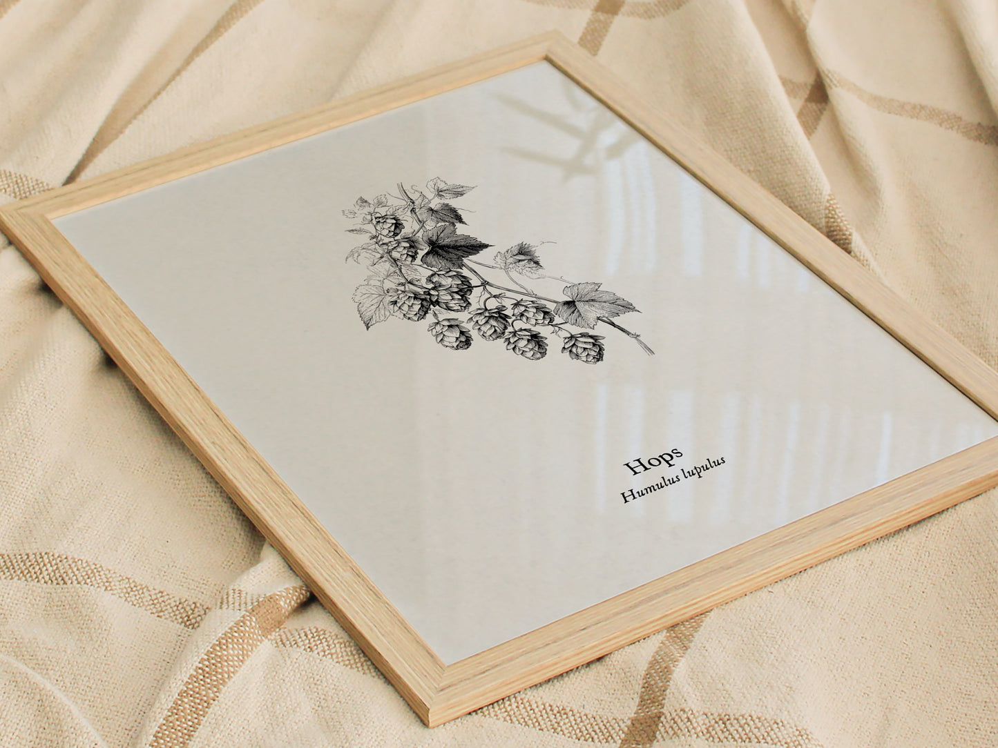 Hops Poster | Vintage Humulus lupulus Botanical Illustration Wall Art — styled in a modern interior