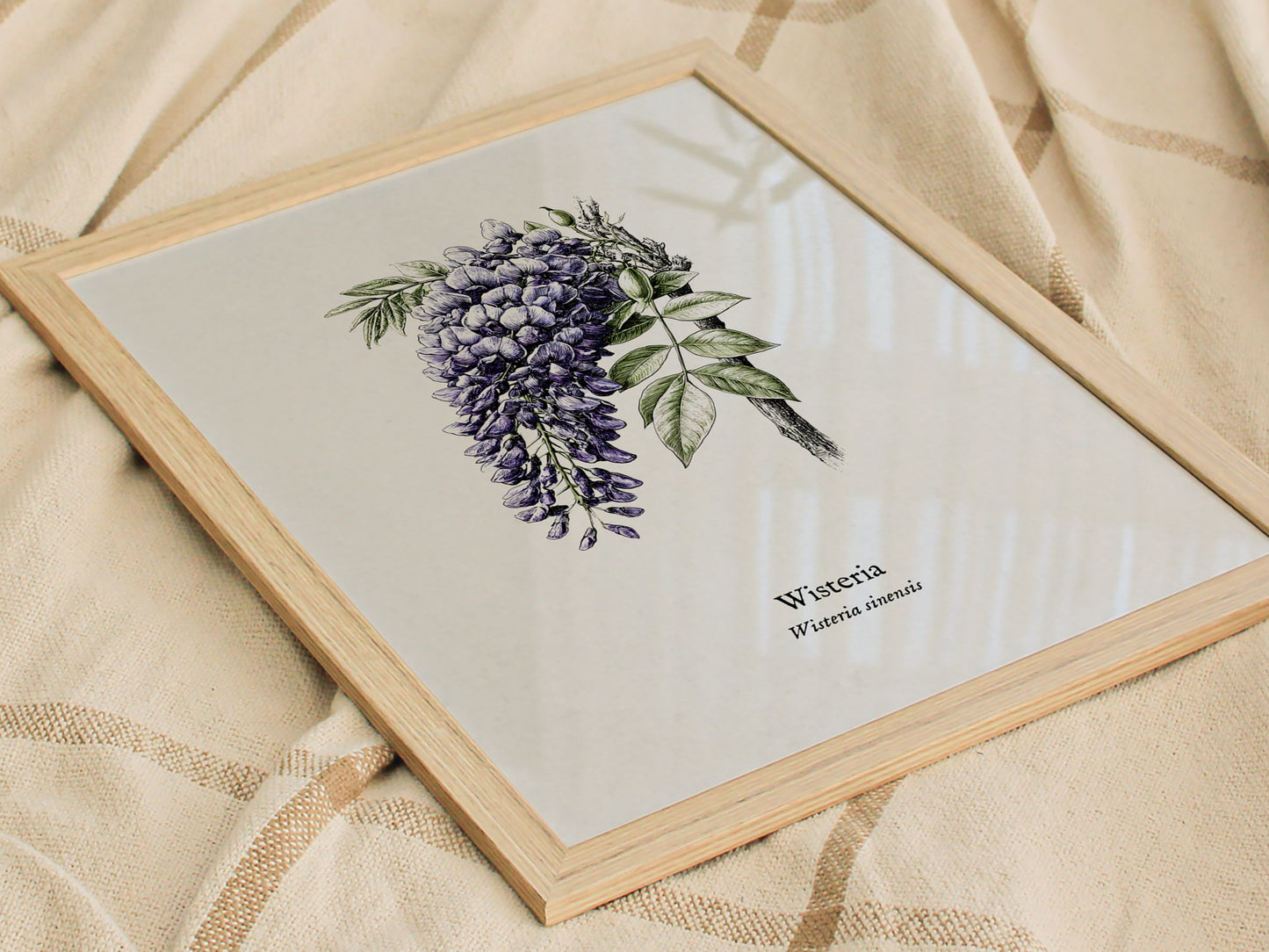 Wisteria Poster | Vintage Wisteria sinensis Botanical Illustration Wall Art — styled in a modern interior