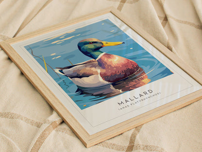 Mallard Poster | Graceful Duck on Tranquil Waters Wall Art — styled in a modern interior