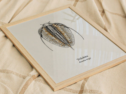 Trilobite Poster | Vintage Elrathia kingii Zoological Illustration Wall Art — styled in a modern interior