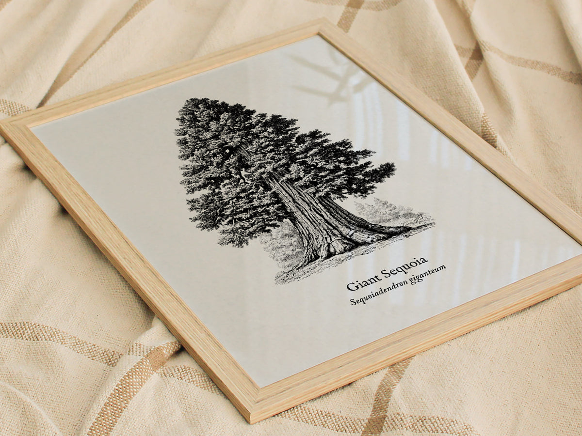 Giant Sequoia Poster | Vintage Sequoiadendron Giganteum Botanical Illustration Wall Art — styled in a modern interior