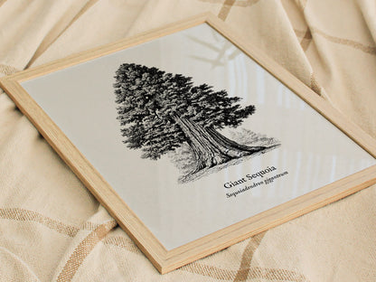 Giant Sequoia Poster | Vintage Sequoiadendron Giganteum Botanical Illustration Wall Art — styled in a modern interior