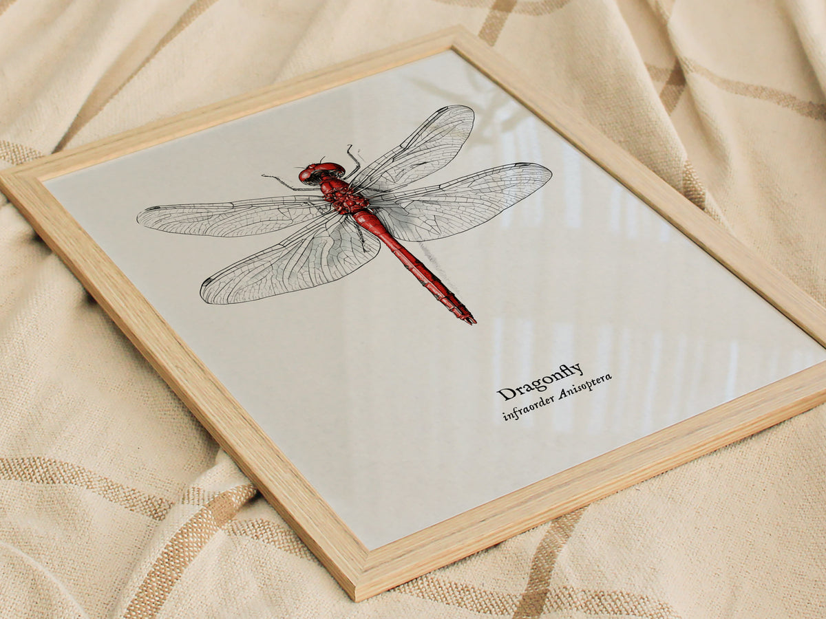 Dragonfly Poster | Vintage Anisoptera Zoological Illustration Wall Art — styled in a modern interior